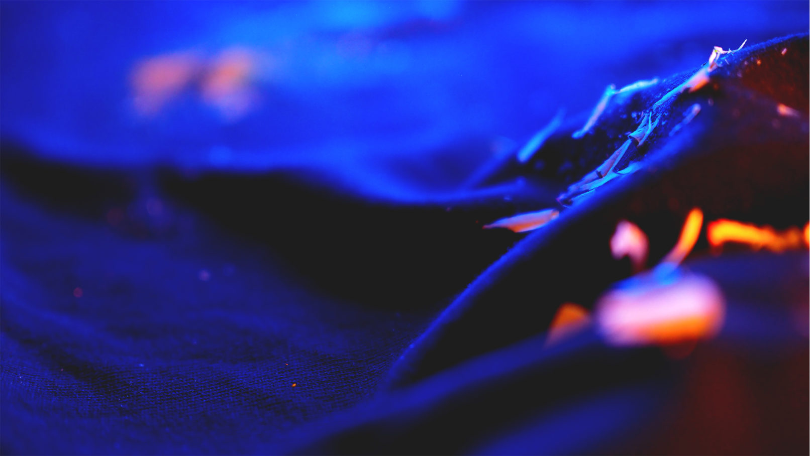 The Wingless John Burnett Macro Photography Distant Worlds tower